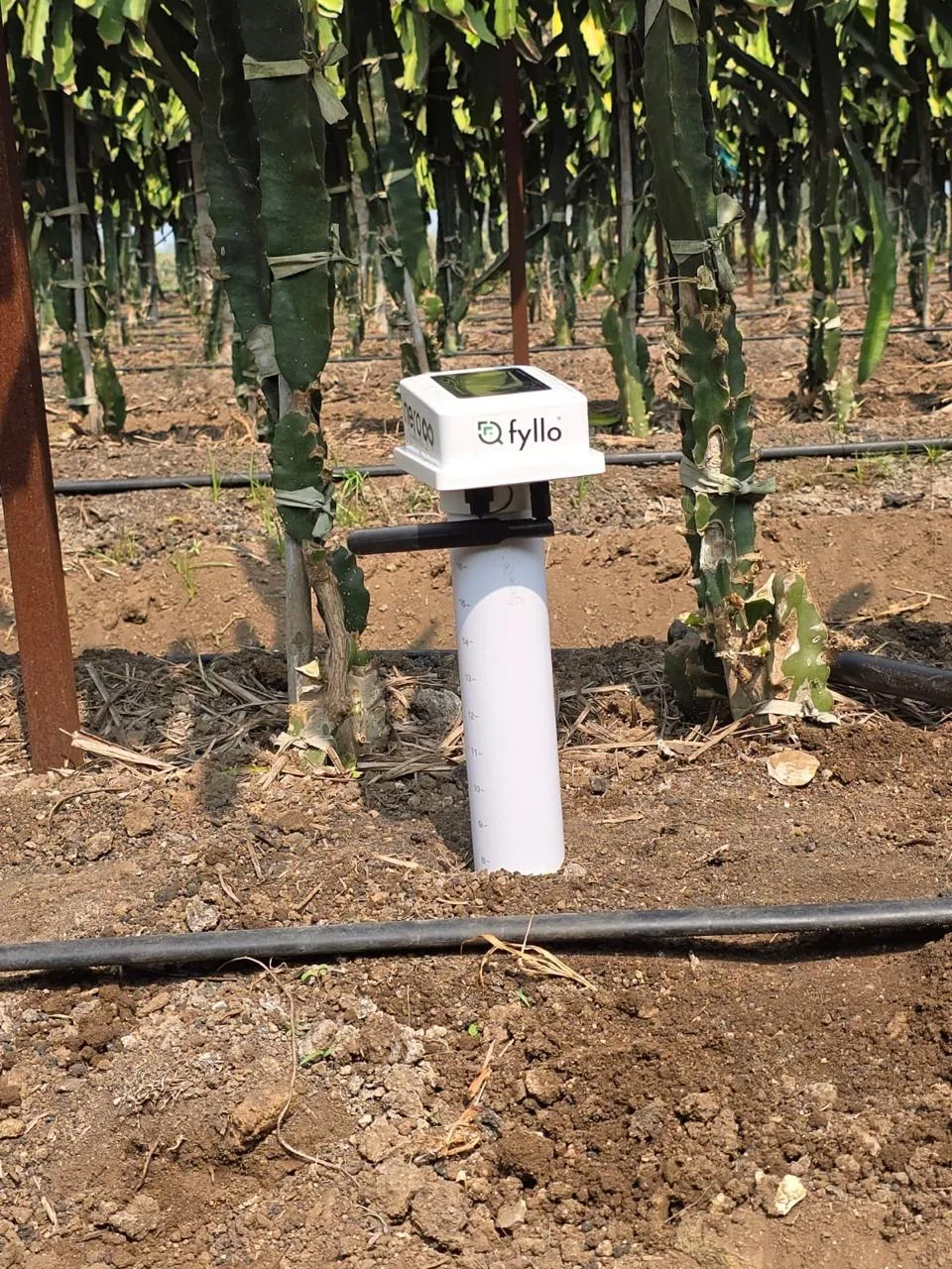 AI data centre for irrigation, water and pest management on dragon fruit farm