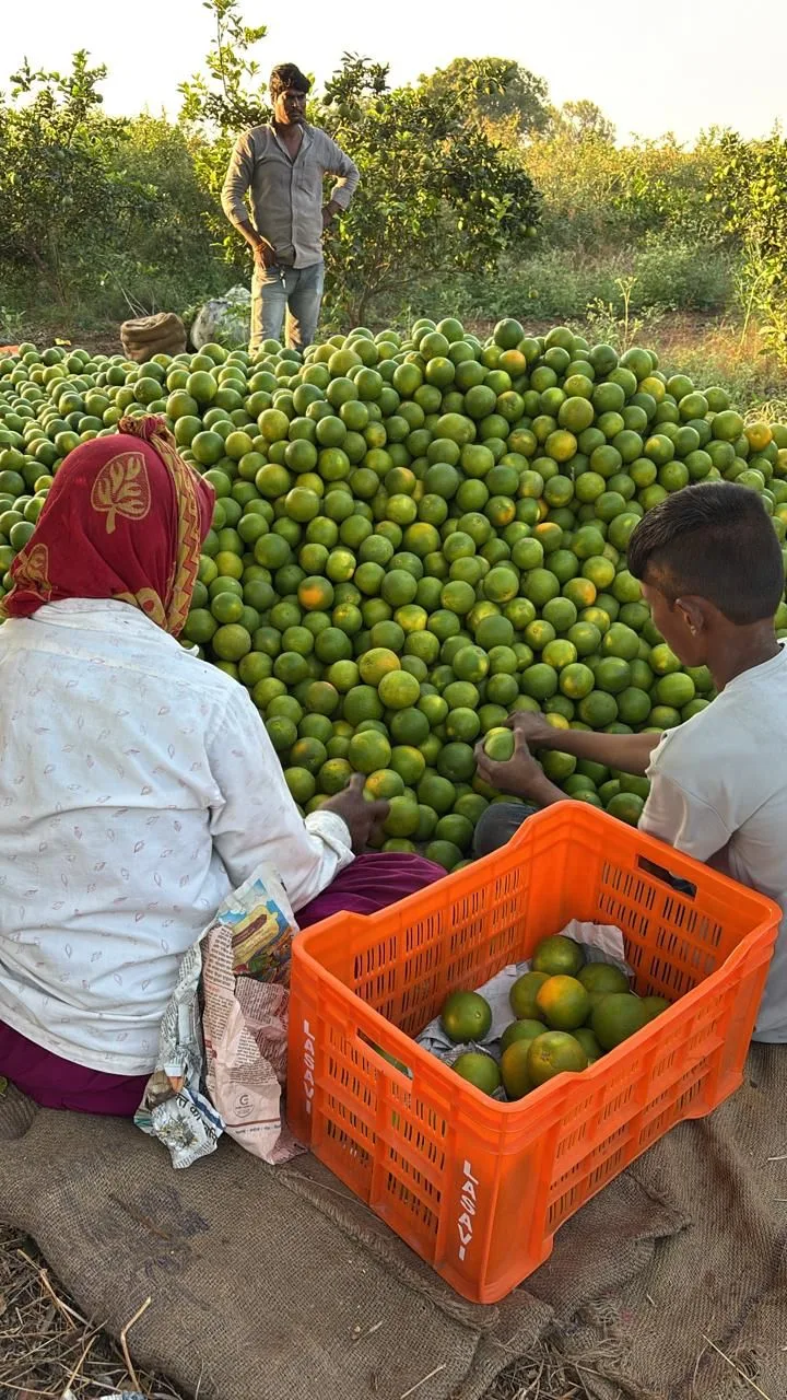 On-farm sorting and grading